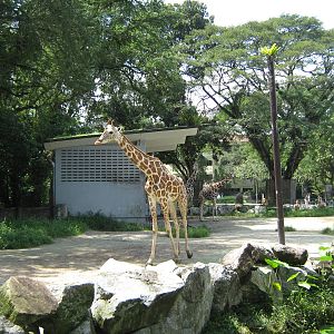 giraffe enclosure