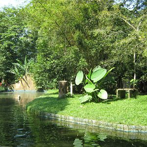 white tiger enclosure