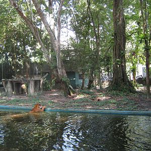 Malayan tiger enclosure