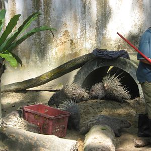 Malayan crested porcupine (Hystrix brachyura)