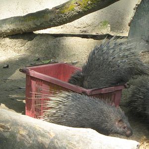 Malayan crested porcupine (Hystrix brachyura)