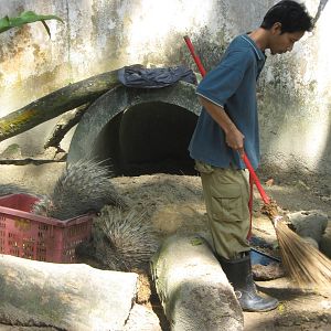 Malayan crested porcupine (Hystrix brachyura)