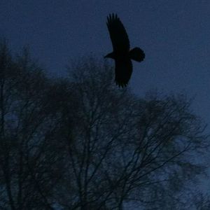 Commom Raven - Alaska