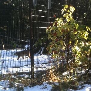 Canada Lynx enclosure