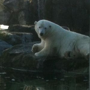 Polar Bear