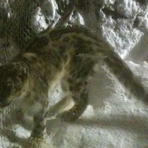 Snow Leopard