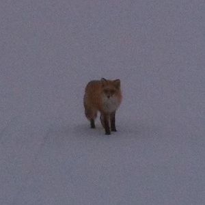 Red Fox - Alaska