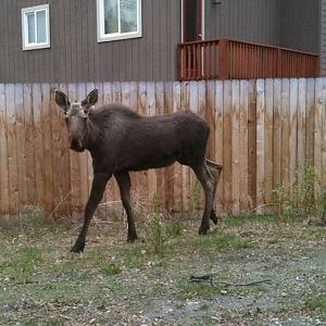 Moose - Alaska