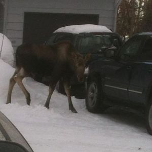 Moose - Alaska