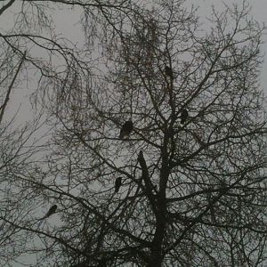 Bald Eagle and Common Ravens - Alaska