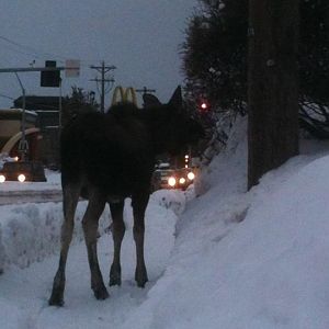 Moose - Alaska