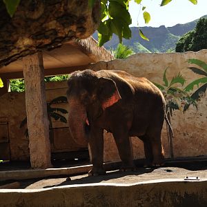 Asian Elephant (old exhibit)