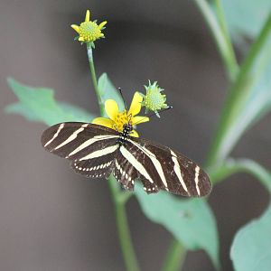 Heliconius charitonius