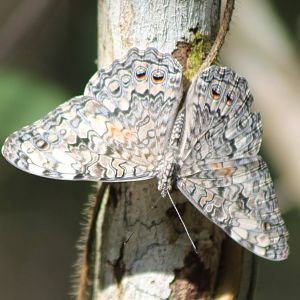 Cracker butterfly ( Hamadryas sp. )