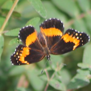 Butterfly ID