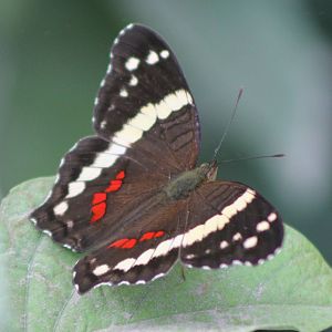 Anartia fatima