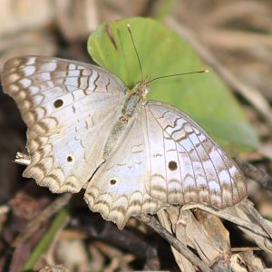 Anartia jathrophae