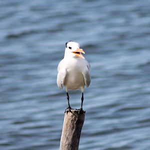 Royal tern