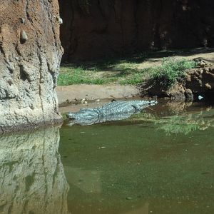 Nile Crocodile