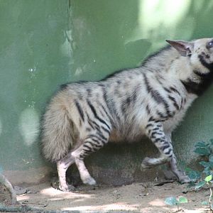 striped hyaena