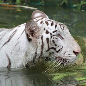 white tiger