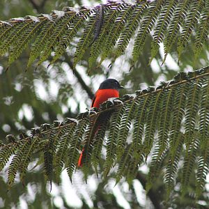 male grey-chinned minivet (Pericrocotus solaris)