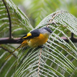 female grey-chinned minivet (Pericrocotus solaris)