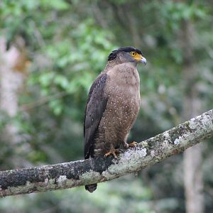 crested serpent-eagle (Spilornis cheela)