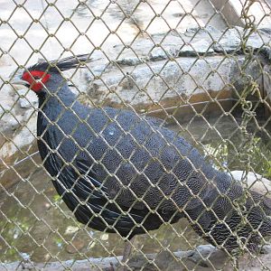 Burmese kalij pheasant