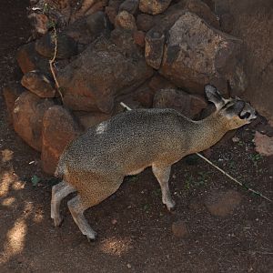 Klipspringer