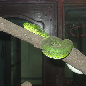 Gumprecht's green pit-viper (Trimeresurus gumprechti) (probably)