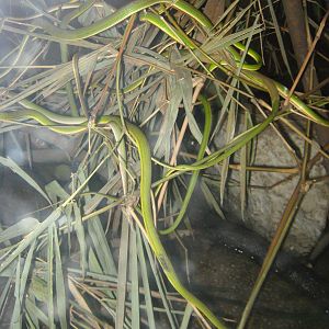 Burmese vine snakes (Ahaetulla fronticincta)