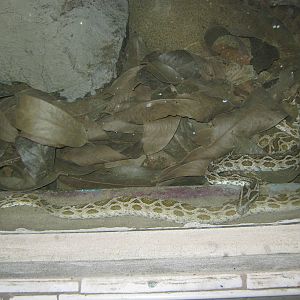 Russell's vipers (Daboia russelli)