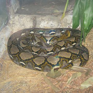 reticulated python (Python reticulatus)