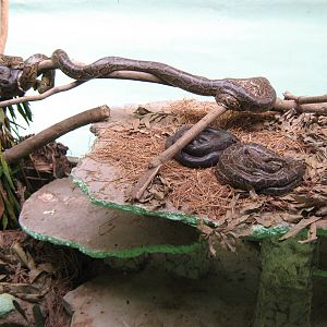 Burmese pythons (Python molurus bivittatus)