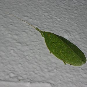 katydid
