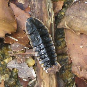 firefly larva