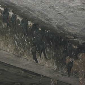 Glossy swiftlets (Collocalia esculenta)