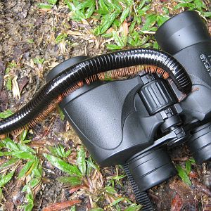 giant millipede