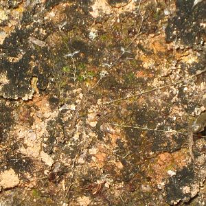 trapdoor spider trap door