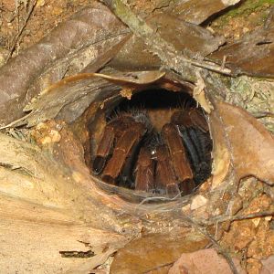 mygalomorph spider (tarantula)