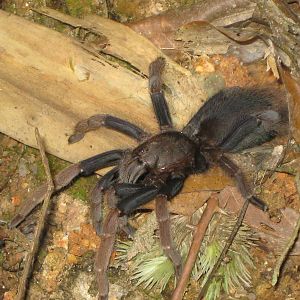 mygalomorph spider (tarantula)