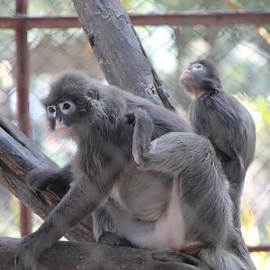 Shan State Langurs (Trachypithecus melamera)