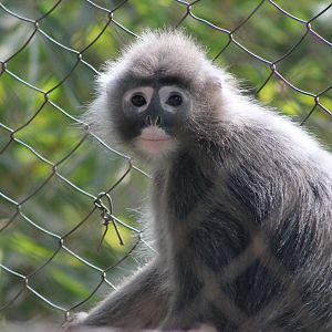 Shan State Langur (Trachypithecus melamera)