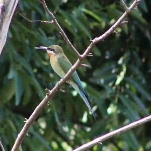 blue-tailed bee-eater (Merops philippinus)
