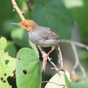 ashy tailorbird (Orthotomus ruficeps)