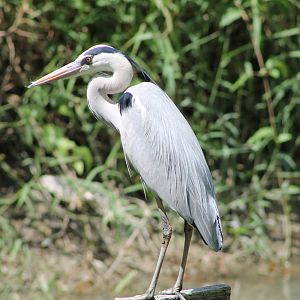 grey heron (Ardea cinerea)
