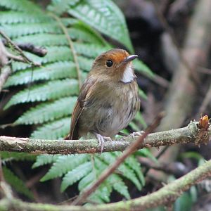 rufous-browed flycatcher (Ficedula solitaris)