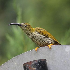 streaked spiderhunter (Arachnothera magna)
