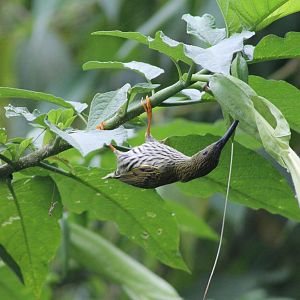 streaked spiderhunter (Arachnothera magna)